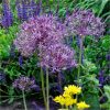 buy allium bulb collection 100 bulbs 5f605716eb980