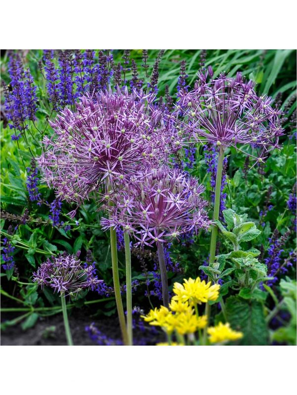 buy allium bulb collection 100 bulbs 5f605716eb980