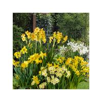 buy dwarf daffodils narcisisi x 100 bulbs 5f571c63d1561