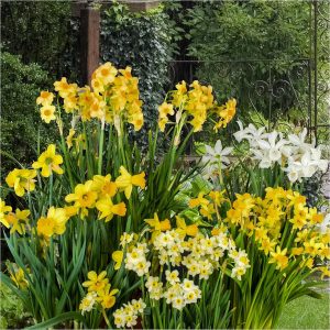 buy dwarf daffodils narcisisi x 100 bulbs 5f571c670059d