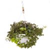 buy hedera wonder hanging pot white 70 100cm 5f55caefb59b3