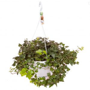 buy hedera wonder hanging pot white 70 100cm 5f55caefb59b3