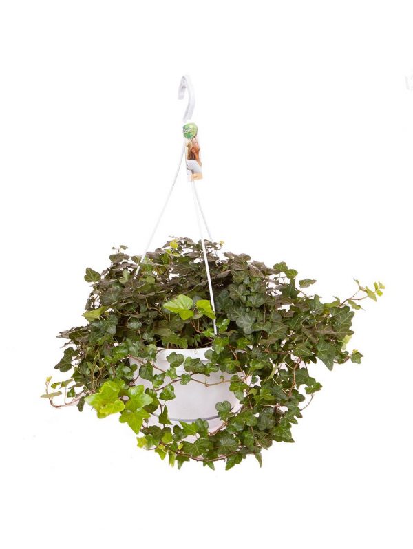 buy hedera wonder hanging pot white 70 100cm 5f55caefb59b3