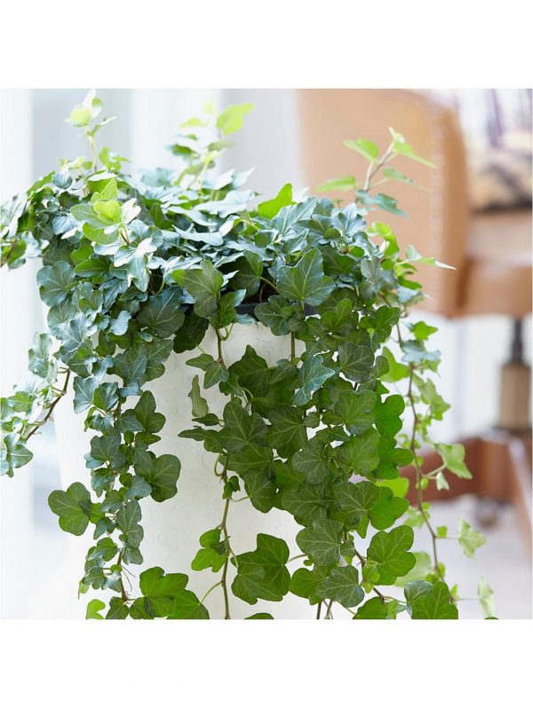 buy hedera wonder hanging pot white 70 100cm 5f55caf7eefbd