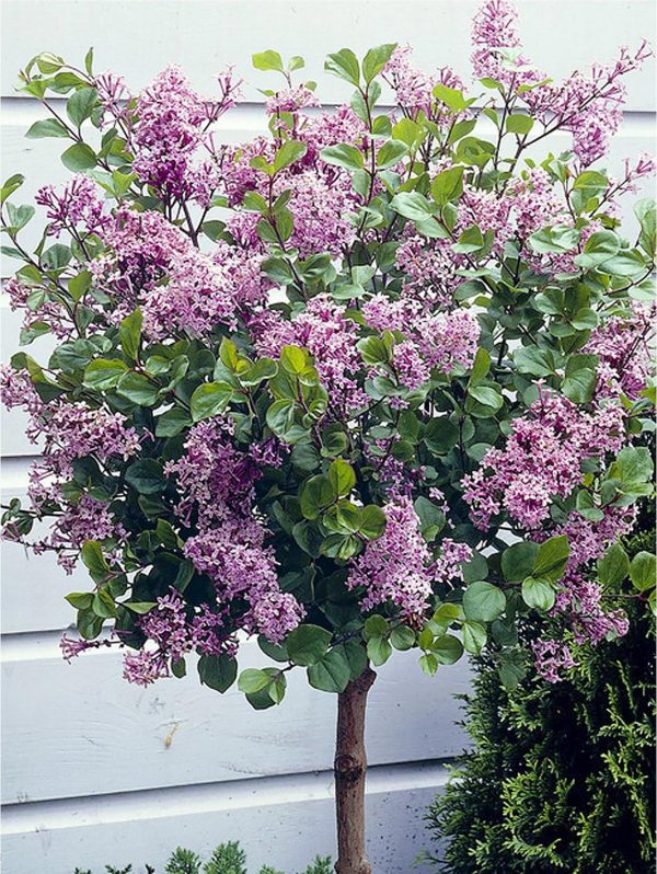 buy lilac syringa palibin standard 80 100cm tall 5f6056dd906da