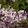buy lilac syringa palibin standard 80 100cm tall 5f6056de3863a