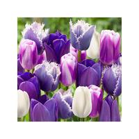 buy paradise purple tulip mix size 10 11 25 bulbs 5f54793d5e13d