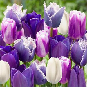 buy paradise purple tulip mix size 10 11 25 bulbs 5f54794907024