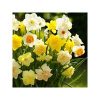 buy tall mixed daffodils pack of 50 bulbs 5f59bf6dd57ab