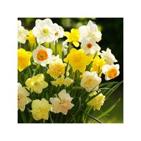 buy tall mixed daffodils pack of 50 bulbs 5f59bf6dd57ab