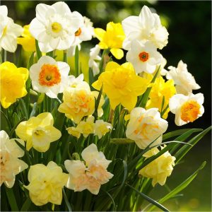 buy tall mixed daffodils pack of 50 bulbs 5f59bf71a2879
