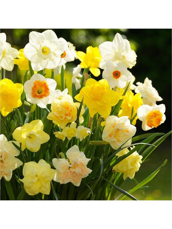buy tall mixed daffodils pack of 50 bulbs 5f59bf71a2879