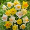 buy tall mixed daffodils pack of 50 bulbs 5f59bf7240ee8