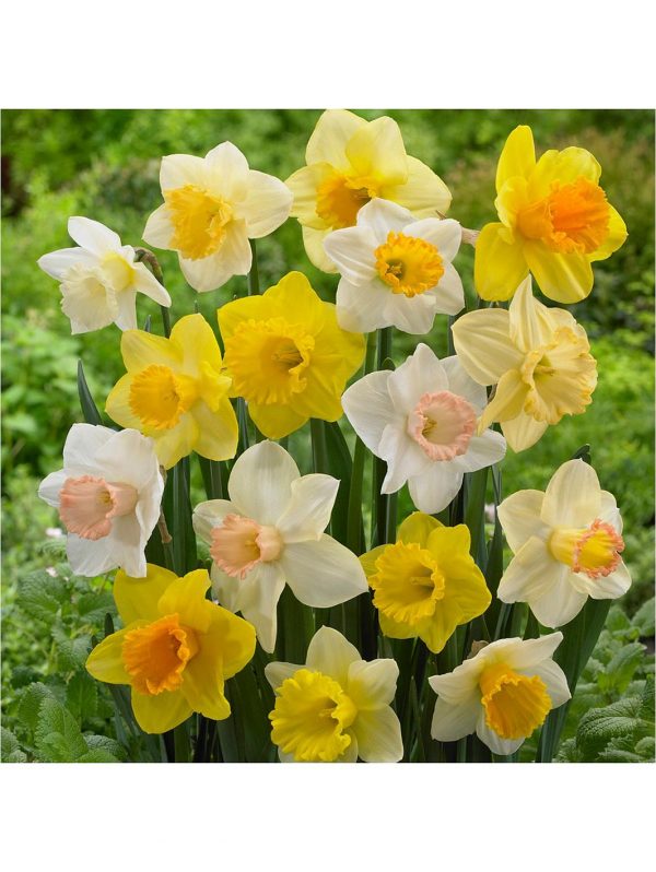buy tall mixed daffodils pack of 50 bulbs 5f59bf7240ee8