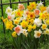 buy tall mixed daffodils pack of 50 bulbs 5f59bf72cad33
