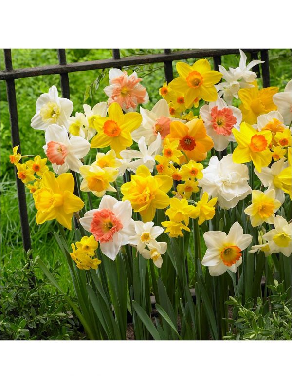buy tall mixed daffodils pack of 50 bulbs 5f59bf72cad33