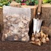 buy tall mixed daffodils pack of 50 bulbs 5f59bf7370439