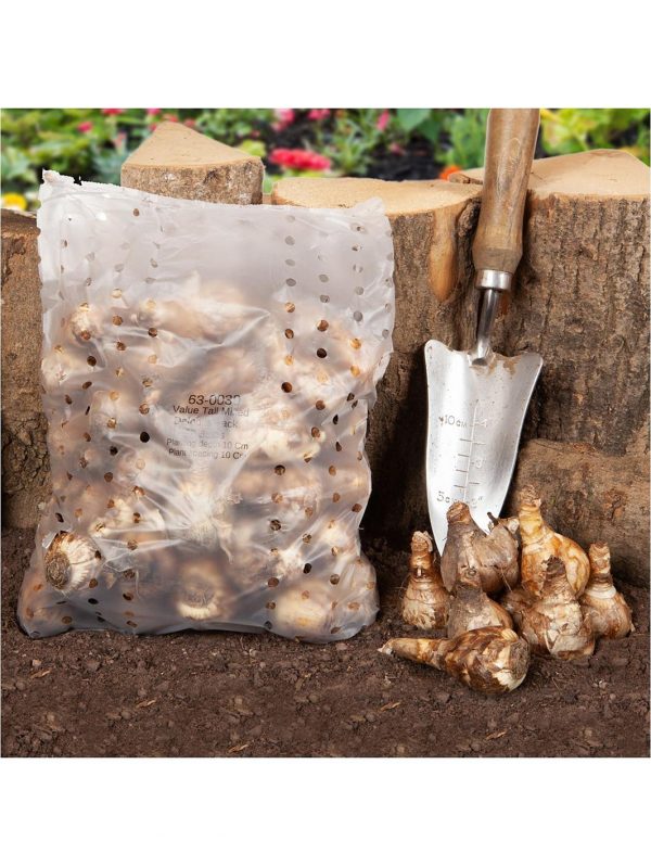 buy tall mixed daffodils pack of 50 bulbs 5f59bf7370439